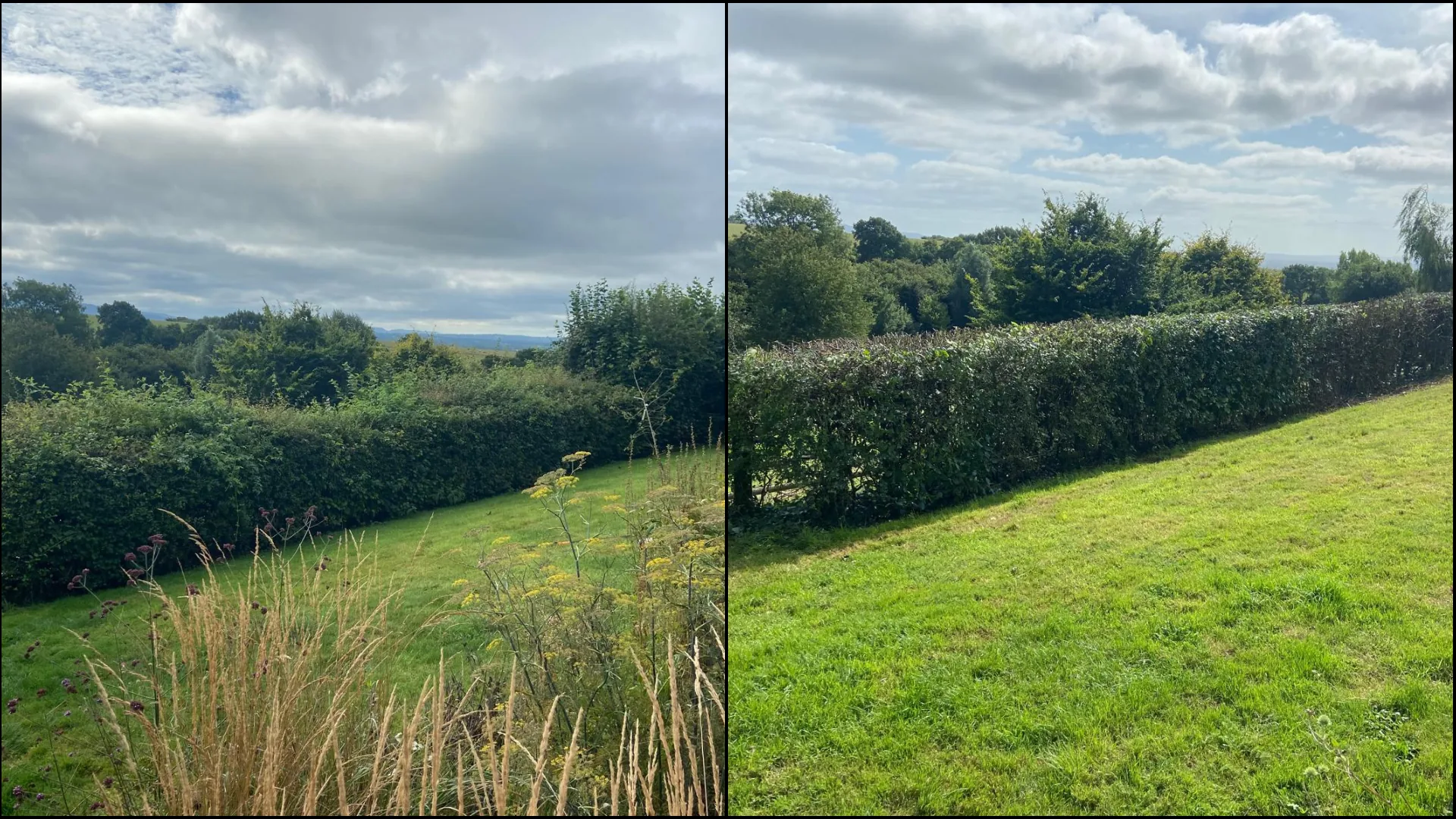 Field hedge trimmed with countryside views in the High Peak