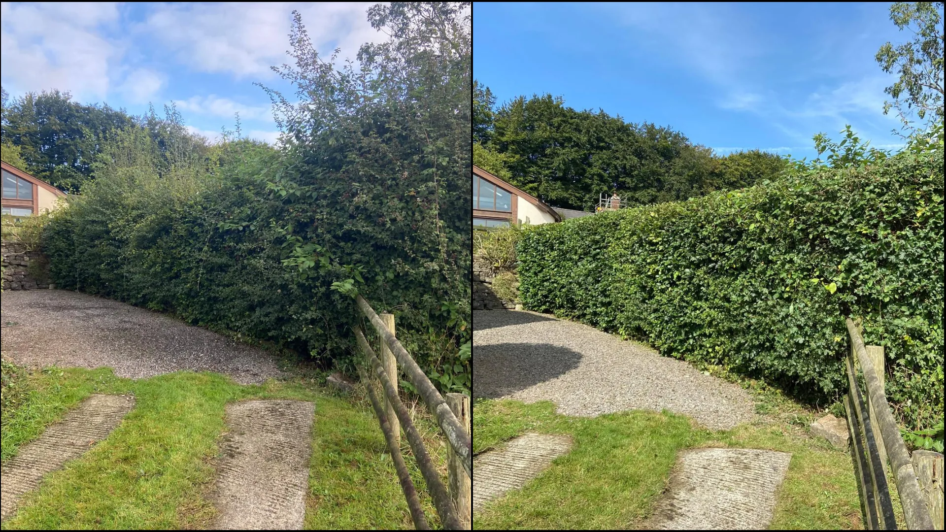 Driveway hedge reduced and reshaped